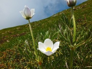 41 pulsatilla alpina...